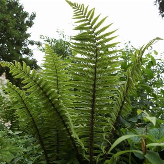 Dryopteris wallichiana