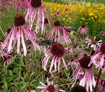 Echinacea pallida