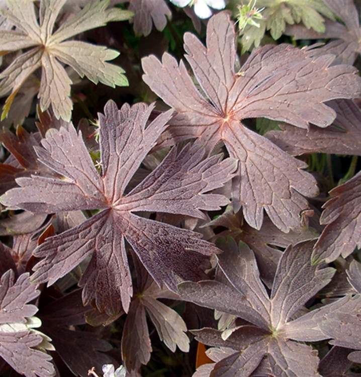 Braunblättriger Garten-Storchschnabel 'Espresso'