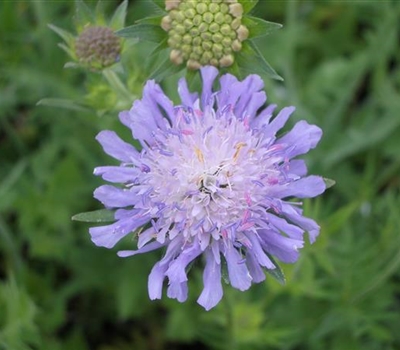 Knautia arvensis