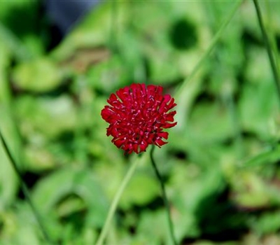 Knautia macedonica 'Mars Midget'