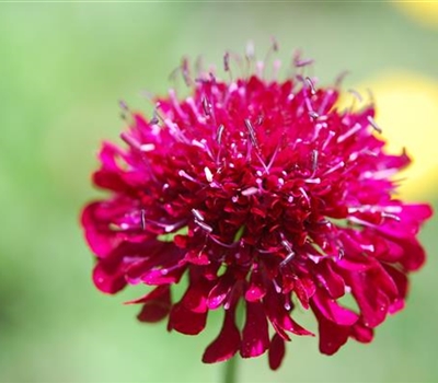 Knautia macedonica