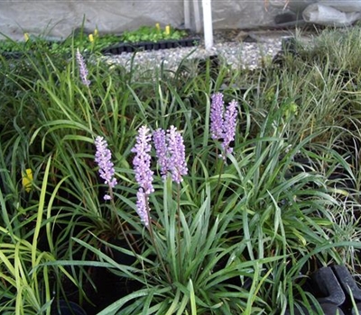 Liriope muscari 'Ingwersen'