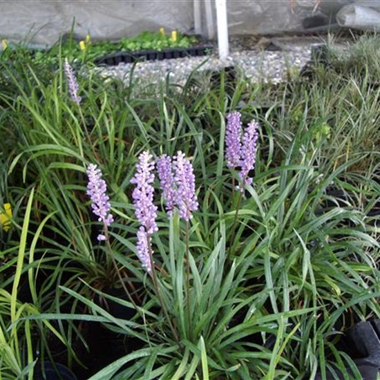 Liriope muscari 'Ingwersen'