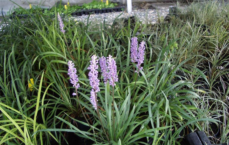 Liriope muscari 'Ingwersen'