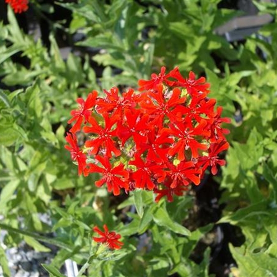 Lychnis chalcedonica