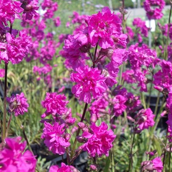 Lychnis viscaria 'Plena'