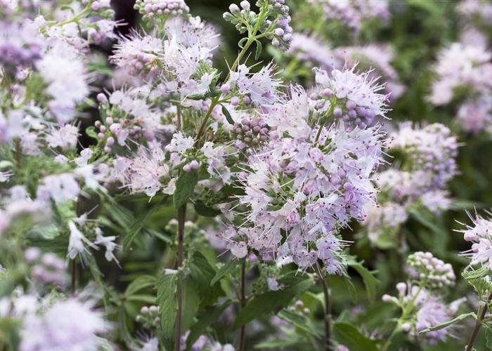 Caryopteris clandonensis (x) 'Stephi'