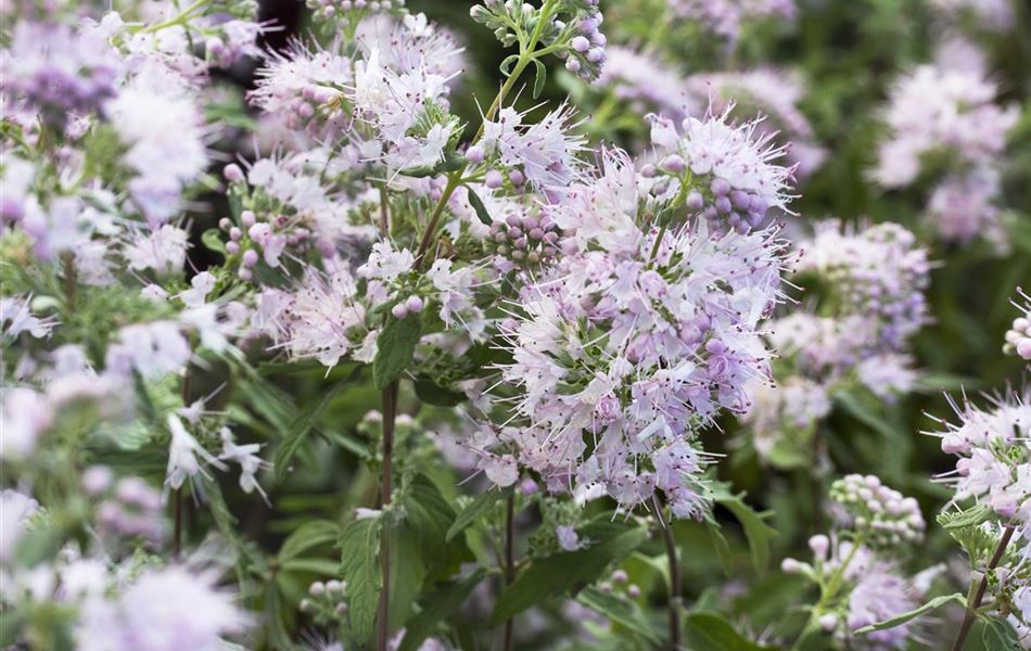 Caryopteris clandonensis (x) 'Stephi'