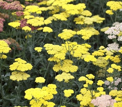 Achillea 'Moonshine'