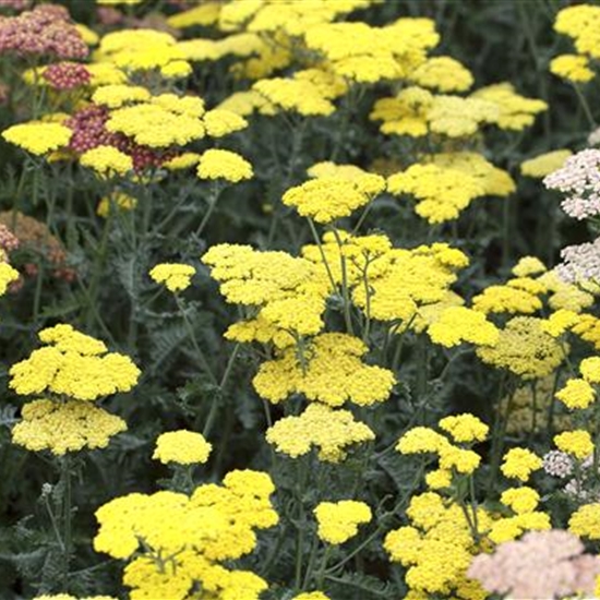 Achillea 'Moonshine'