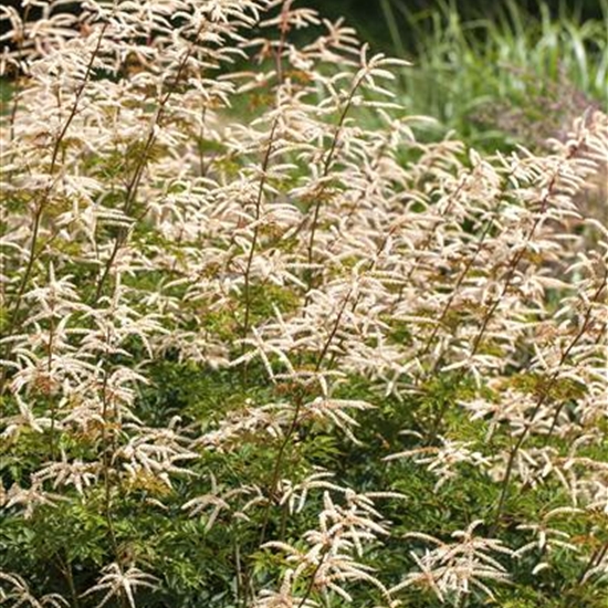 Aruncus 'Horatio'