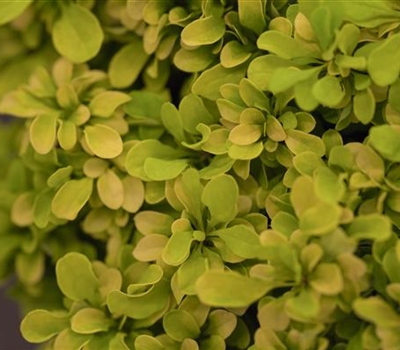 Berberis thunbergii 'Golden Nugget'