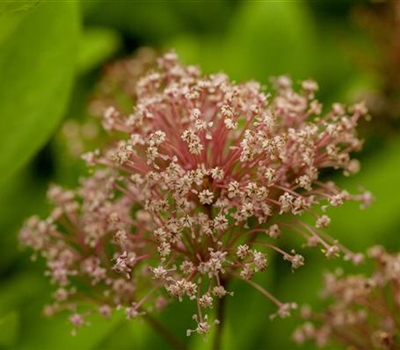 Ceanothus pallidus (x) 'Marie Simon'