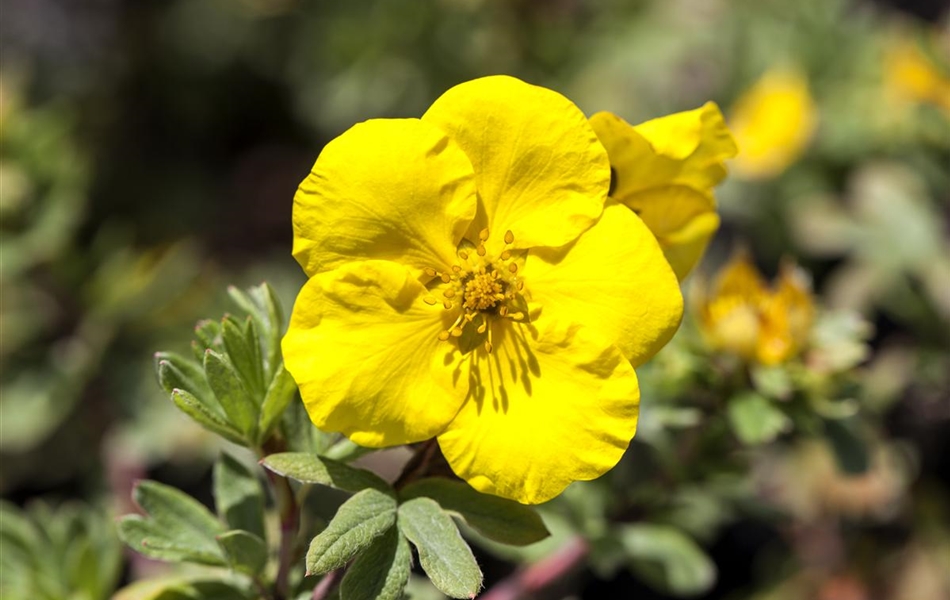 Potentilla fruticosa 'Goldfinger'