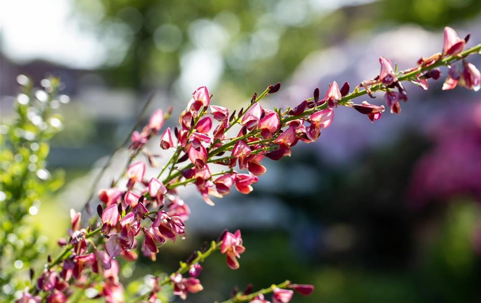 Cytisus (Praecox-Gruppe) 'Hollandia'