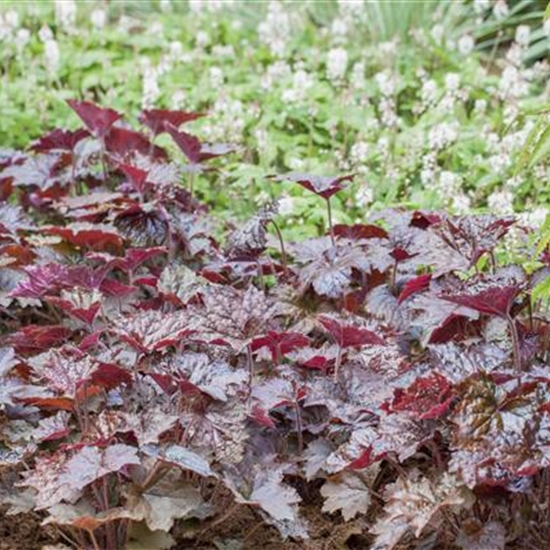 Heuchera 'Rachel'