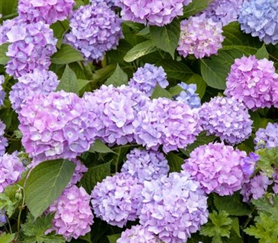 Hydrangea macrophylla 'Endless Summer'