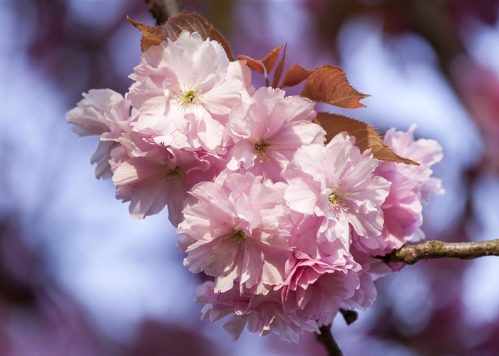 Prunus 'Accolade'