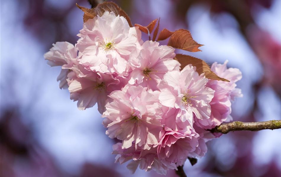 Prunus 'Accolade'