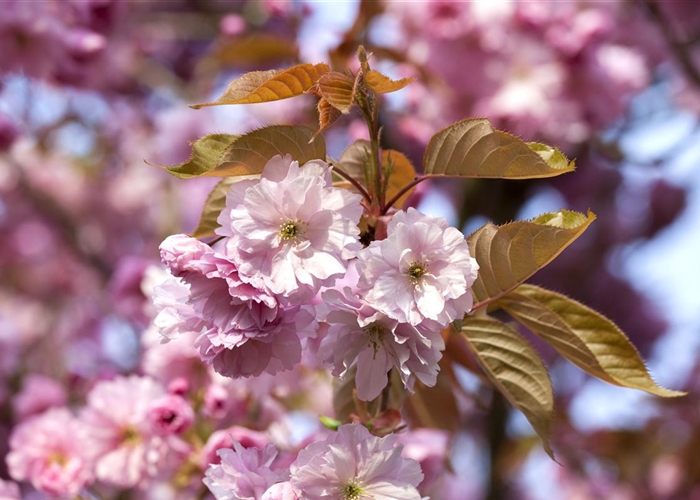 Kirschblüten 