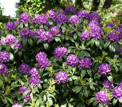 Rhododendron (Catawbiense-Gruppe) 'Catawbiense Grandiflorum'