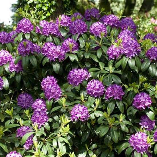 Rhododendron (Catawbiense-Gruppe) 'Catawbiense Grandiflorum'