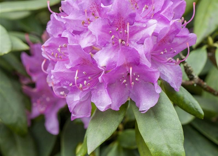 Rhododendron