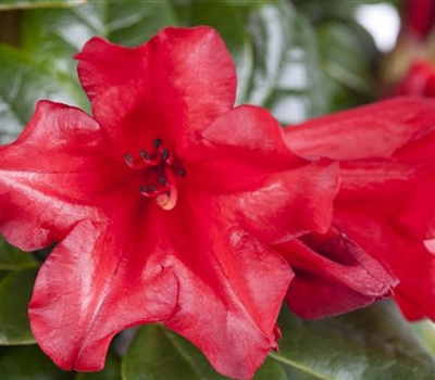 Rhododendron (Forrestii-Gruppe) 'Baden-Baden'