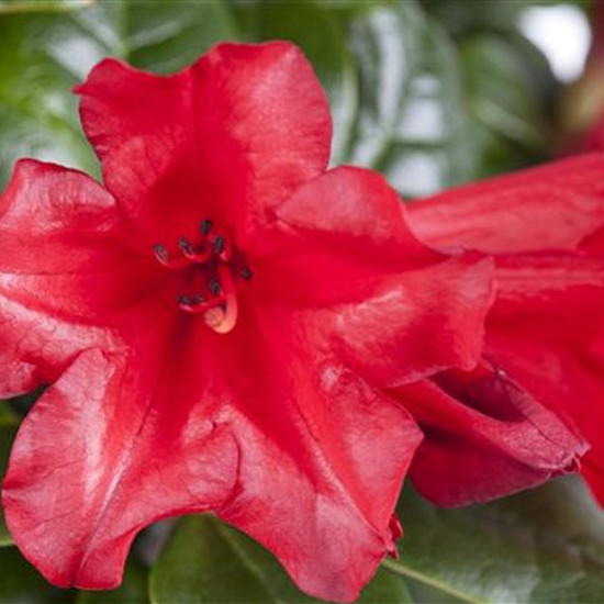 Rhododendron (Forrestii-Gruppe) 'Baden-Baden'