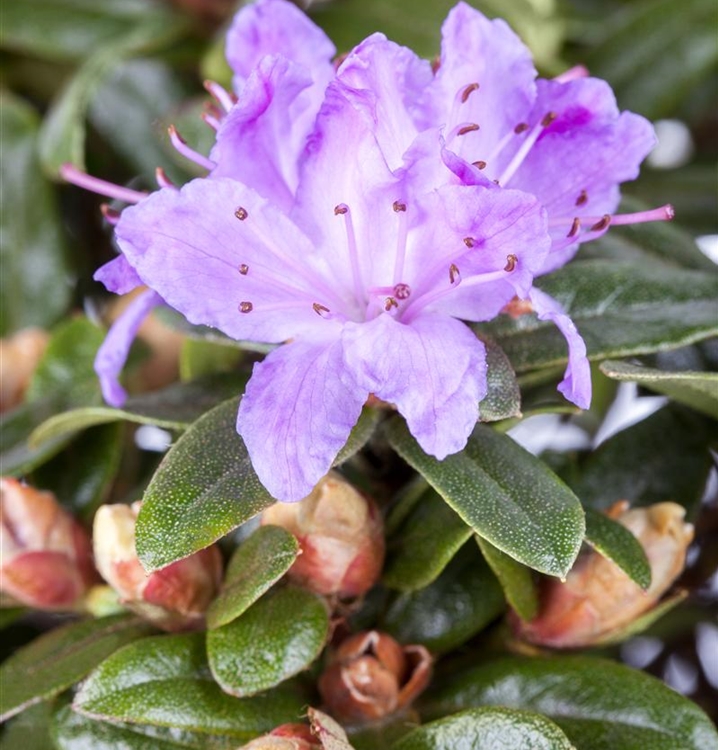 Rhododendron