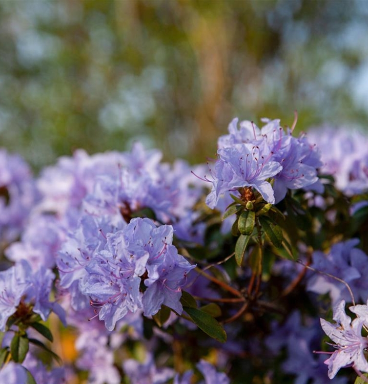 Rhododendron