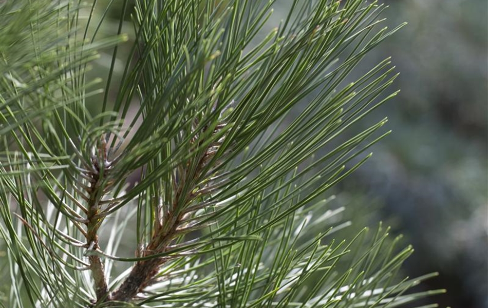 Pinus nigra 'Nana'