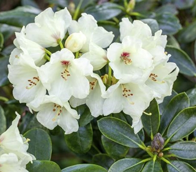 Rhododendron (Yakushimanum-Gruppe) 'Flava'