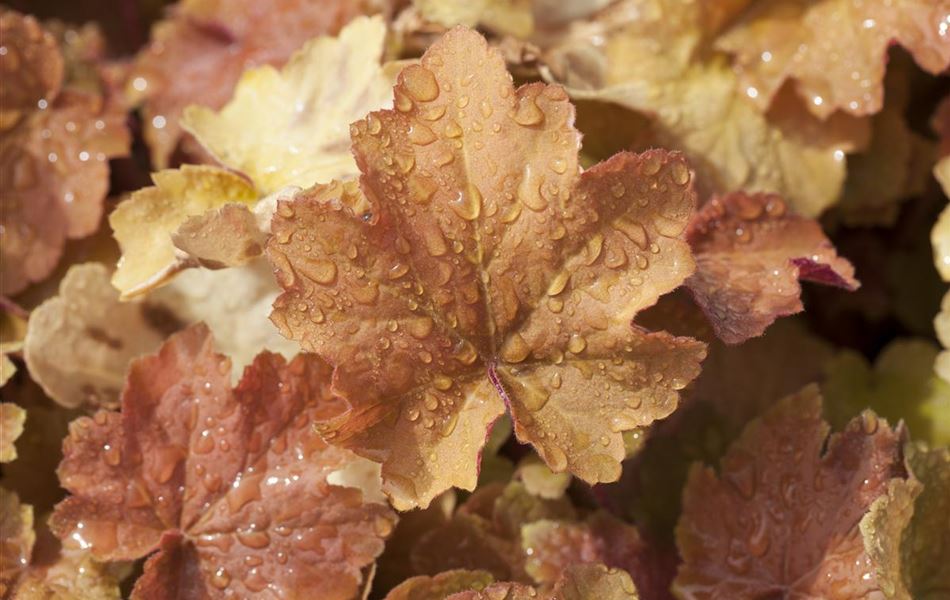 Heuchera 'Caramel'