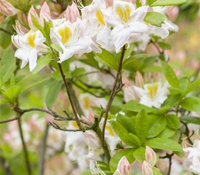 Rhododendron 'Persil'