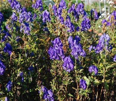 Aconitum carmichaelii 'Arendsii'