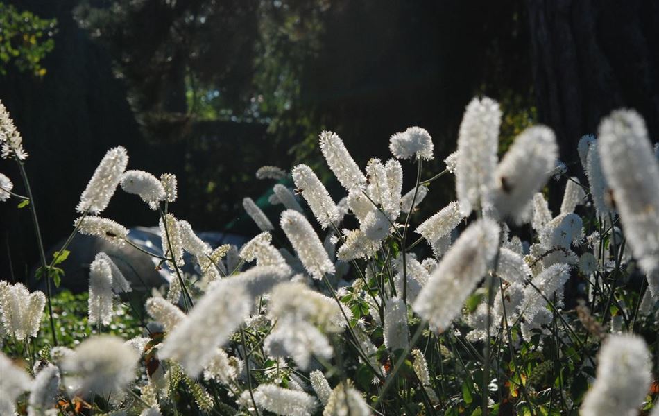 Actaea simplex 'White Pearl'