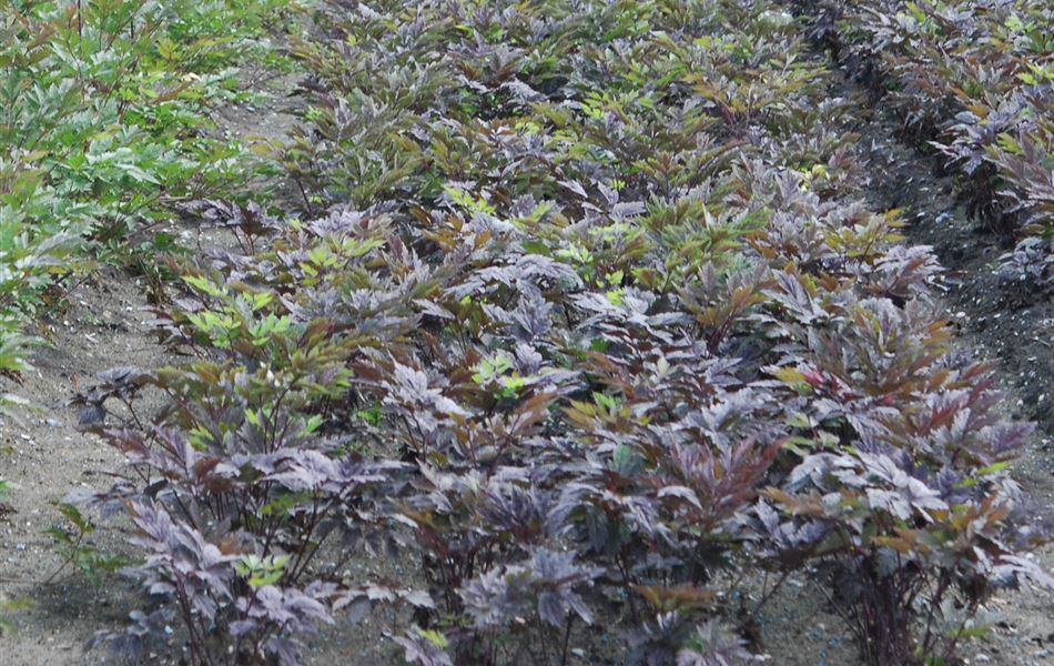 Actaea simplex 'Brunette'