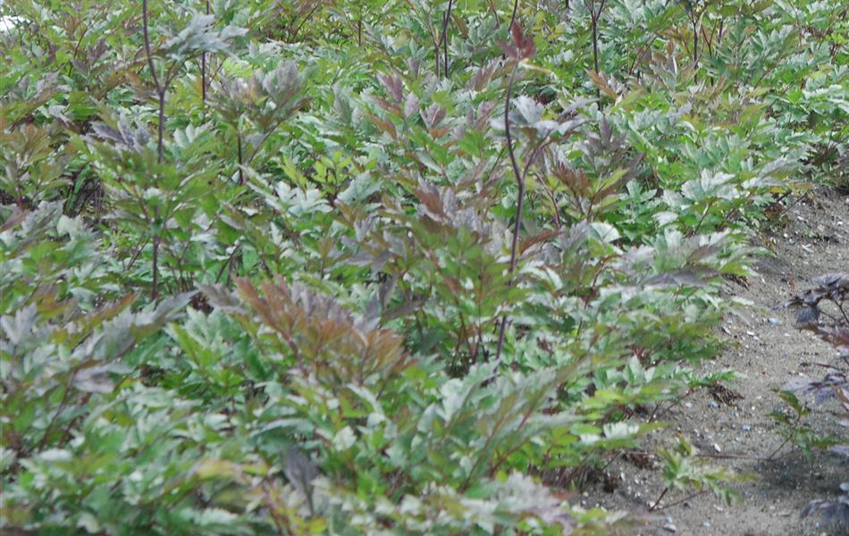 Actaea simplex 'Atropurpurea'