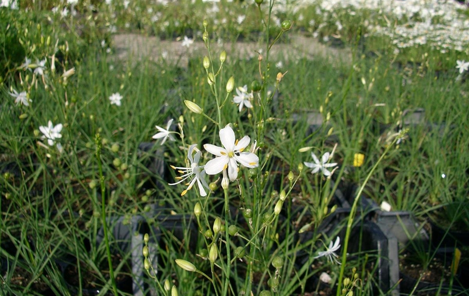 Anthericum ramosum