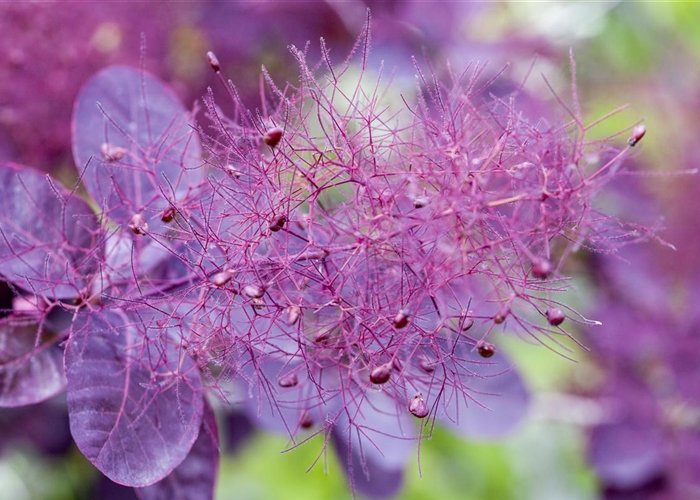 Cotinus coggygria 'Royal Purple'