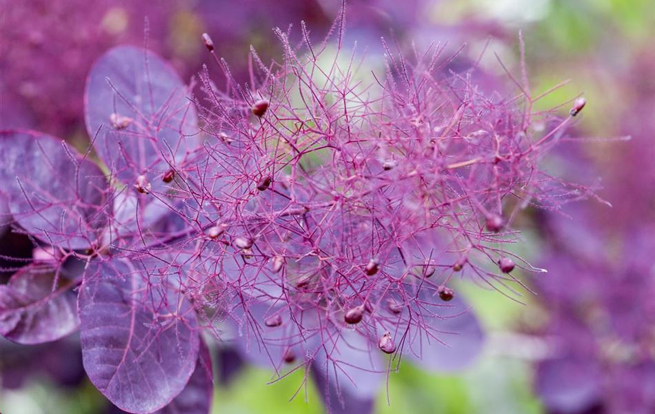 Cotinus coggygria 'Royal Purple'