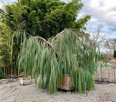 Chamaecyparis lawsoniana 'Imbricata Pendula' Nr. 2