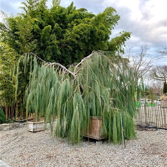 Chamaecyparis lawsoniana 'Imbricata Pendula' Nr. 2