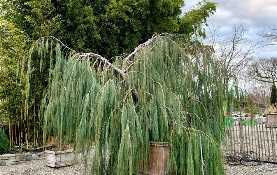 Chamaecyparis lawsoniana 'Imbricata Pendula' Nr. 2