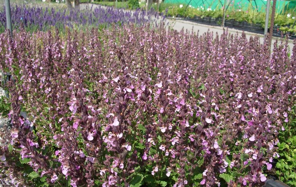 Teucrium chamaedrys