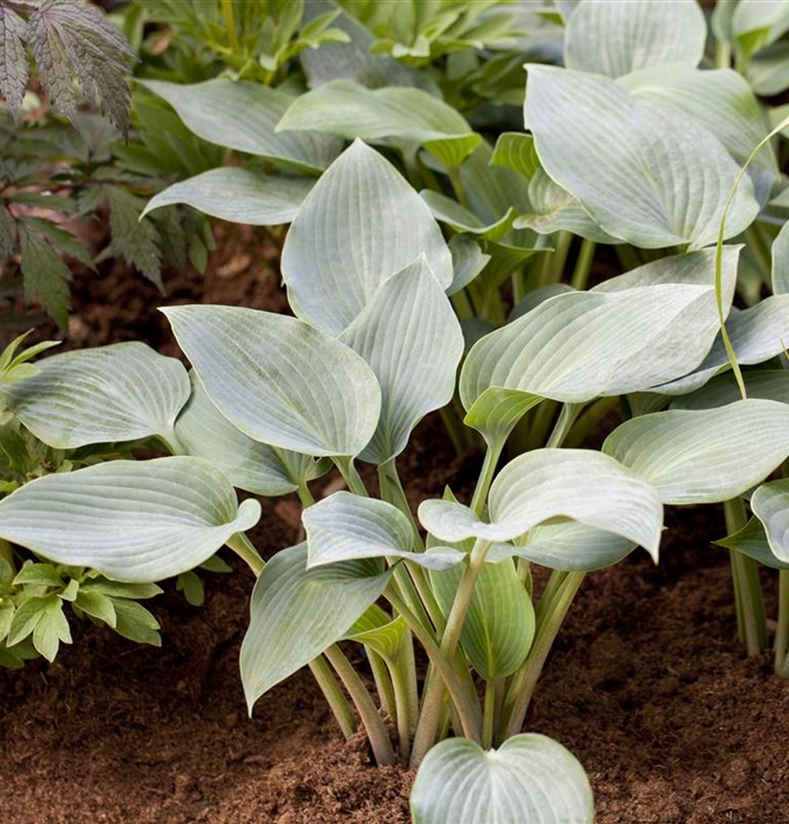 Hosta, Funkie