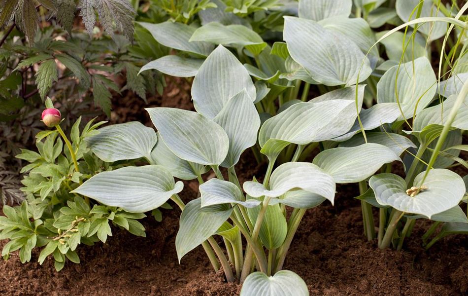 Hosta 'Halcyon'