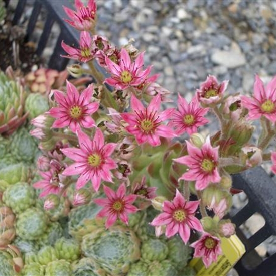 Sempervivum arachnoideum subsp. tomentosum